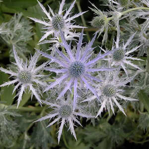 ERYNGIUM zabelii 'Big Blue'