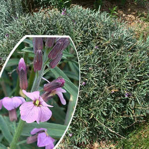 ERYSIMUM 'Bowles Mauve'