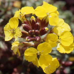 ERYSIMUM helveticum (pumilum)