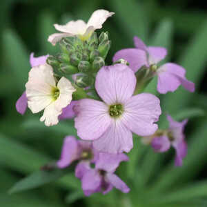 ERYSIMUM 'Poem Lavender'