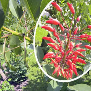 ERYTHRINA crista-galli 'Compacta'