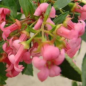 ESCALLONIA compacta 'Coccinea'