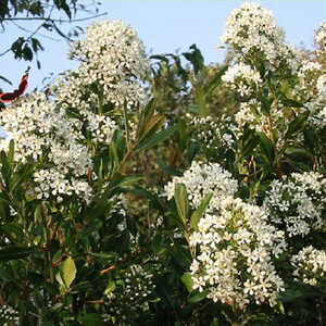 ESCALLONIA montevidiensis (bifida)