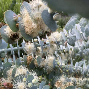 EUCALYPTUS 'Baby Blue'