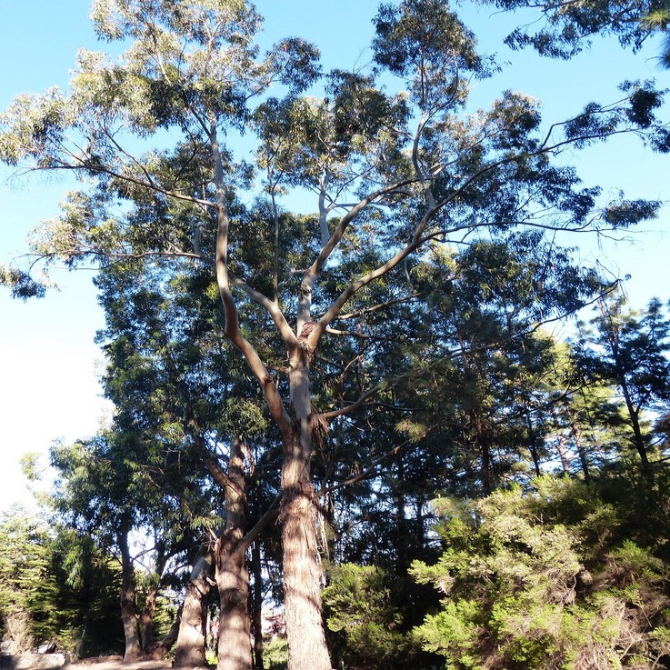 EUCALYPTUS dalrympleana