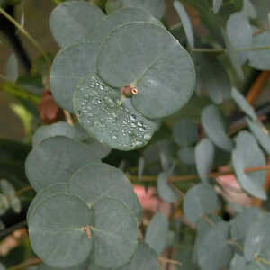 EUCALYPTUS gunnii