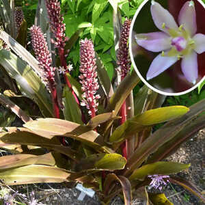 EUCOMIS comosa 'Sparkling Burgundy' ®