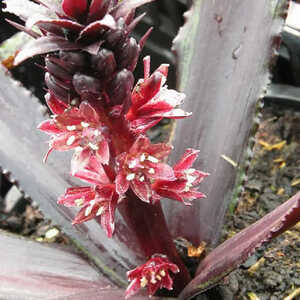 EUCOMIS 'Dark Star'