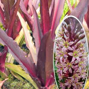 EUCOMIS 'Oakhurst'