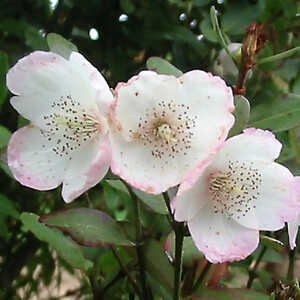 EUCRYPHIA lucida 'Ballerina'