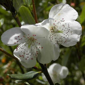 EUCRYPHIA lucida