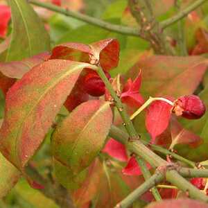 EUONYMUS alatus 'Compactus'