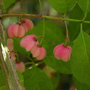 EUONYMUS alatus