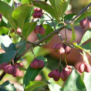 EUONYMUS europaeus 'Red Cascade'