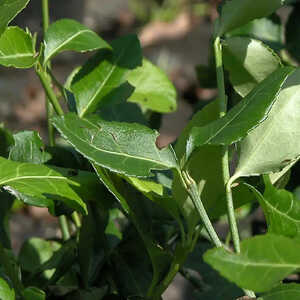 EUONYMUS fortunei 'Coloratus'