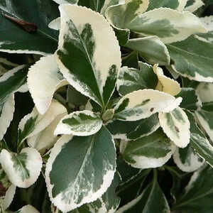 EUONYMUS fortunei 'Emerald Gaiety'