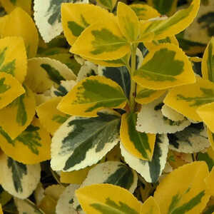 EUONYMUS fortunei 'Emerald 'n' Gold'