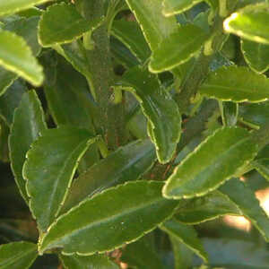 EUONYMUS japonicus 'Microphyllus'