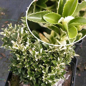 EUONYMUS japonicus 'Paloma Blanca'