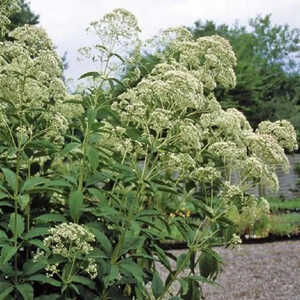 EUPATORIUM fistulosum f.albidum 'Ivory Towers'