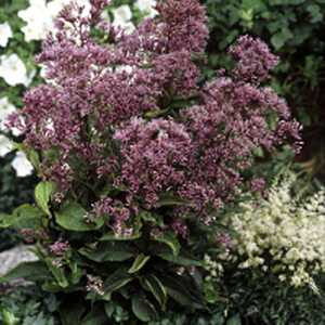 EUPATORIUM maculatum 'Phantom'