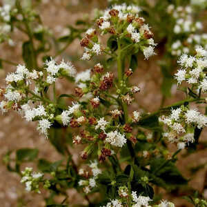 EUPATORIUM rugosum