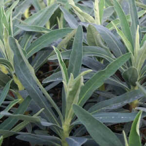 EUPHORBIA characias 'Blue Wonder'