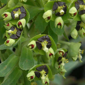 EUPHORBIA characias 'Black Pearl'