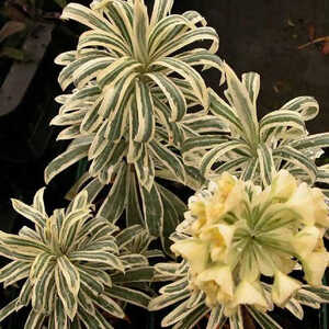 EUPHORBIA characias 'Emmer Green'