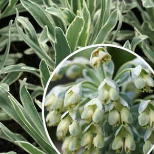 EUPHORBIA characias 'Glacier Blue'®