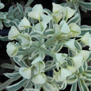 EUPHORBIA characias 'Tasmaniam Tiger'