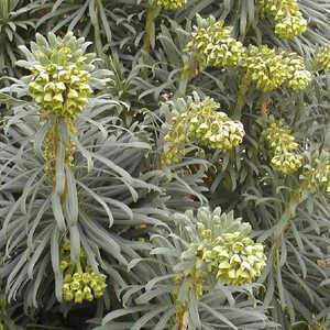 EUPHORBIA characias