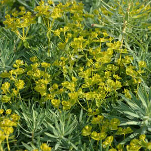 EUPHORBIA 'Copton Ash'