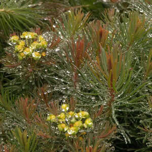 EUPHORBIA cyparissias 'Clarice Howard'