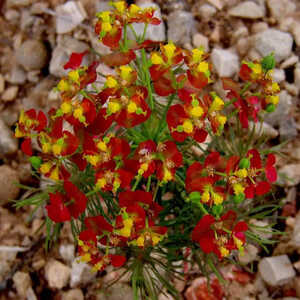 EUPHORBIA cyparissias