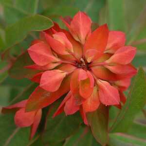 EUPHORBIA griffithii 'Fireglow'