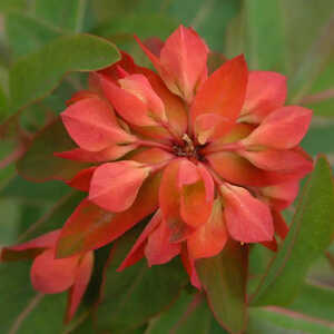 EUPHORBIA griffithii 'Fireglow'