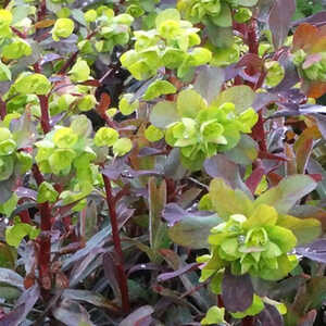 EUPHORBIA martinii 'Walberton's Ruby Glow'