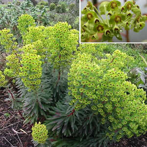 EUPHORBIA martinii