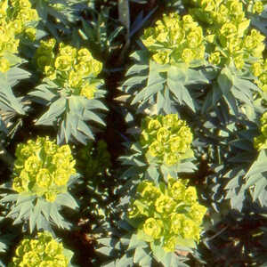 EUPHORBIA nicaeensis