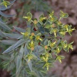 EUPHORBIA pithyusa