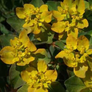 EUPHORBIA polychroma 'Purpurea'