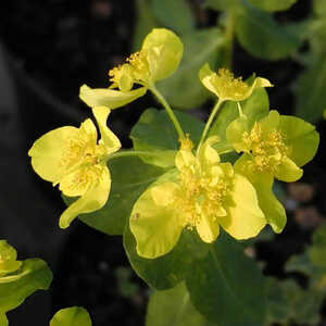 EUPHORBIA polychroma (epithymoides)