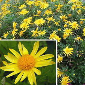 EURYOPS pectinatus