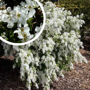 EXOCHORDA x macrantha 'First Edition'