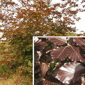 FAGUS sylvatica 'Atropunicea' (=purpurea)