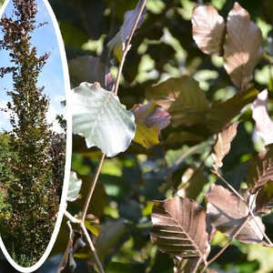 FAGUS sylvatica 'Dawyck Purple'