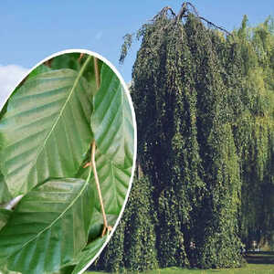 FAGUS sylvatica 'Pendula'