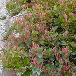 FALLOPIA japonica 'Rosea'
