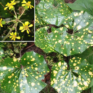 FARFUGIUM japonicum 'Aureomaculatum' (Ligularia)